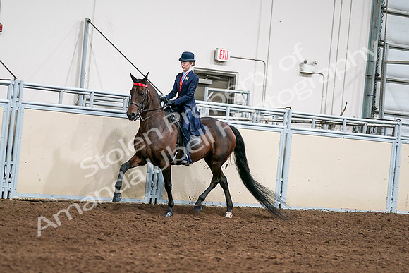 2020 - AB Morgan Horse - Sat, Sept 05 - 08528