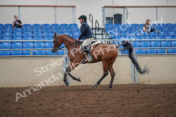 2019 Morgan Horse Show - Aug 30, 2019 - 16369