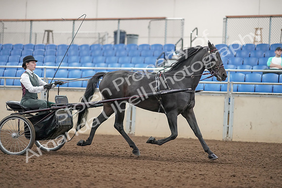2019 Morgan Horse Show - Aug 31, 2019 - 04757