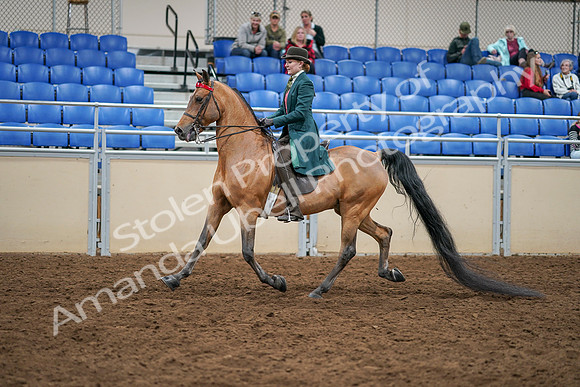 2020 - AB Morgan Horse - Sat, Sept 05 - 13774