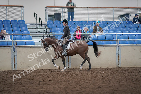 2019 Morgan Horse Show - Aug 31, 2019 - 15870