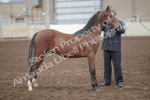 2019 Morgan Horse Show - Aug 31, 2019 - 00274