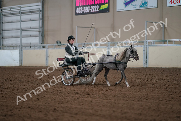 2019 Morgan Horse Show - Aug 30, 2019 - 13397