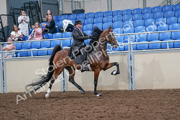 2020 - AB Morgan Horse - Sat, Sept 05 - 13220