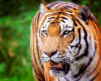 Big Cats - 018