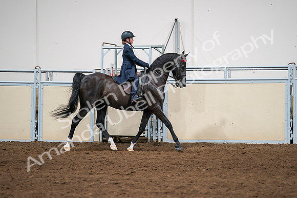 2020 - AB Morgan Horse - Fri, Sept 04 - 03083