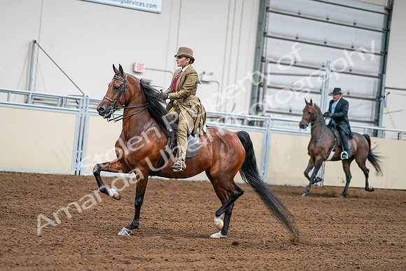 2020 - AB Morgan Horse - Sat, Sept 05 - 07985
