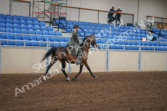 2020 - AB Morgan Horse - Fri, Sept 04 - 03456