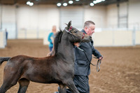 2020 - AB Morgan Horse - Sat, Sept 05 - 00456