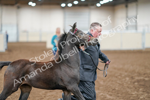 2020 - AB Morgan Horse - Sat, Sept 05 - 00456