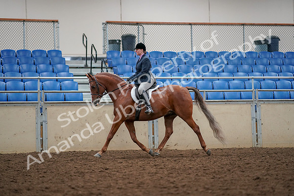 2019 Morgan Horse Show - Aug 30, 2019 - 22304