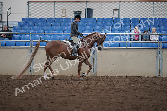 2019 Morgan Horse Show - Aug 31, 2019 - 16172