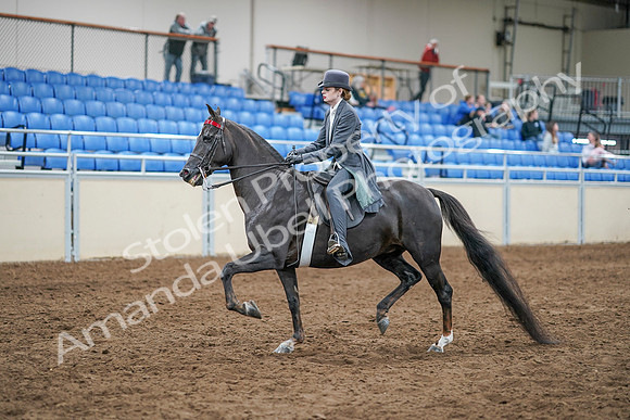 2020 - AB Morgan Horse - Sun, Sept 06 - 08305