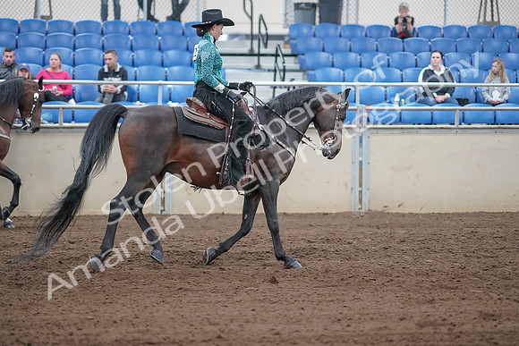 2019 Morgan Horse Show - Sept 01, 2019 - 07035