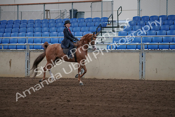 2019 Morgan Horse Show - Sept 01, 2019 - 12014