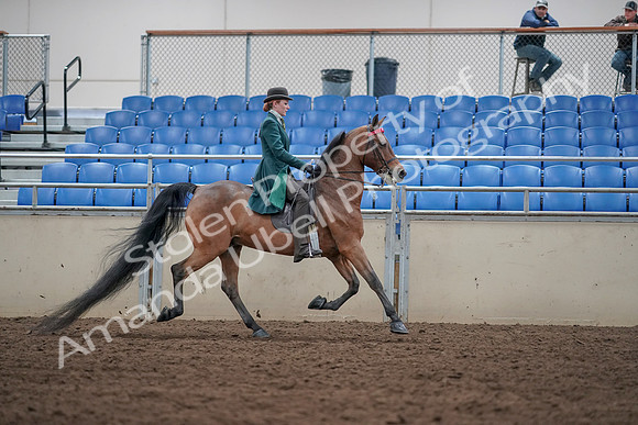 2019 Morgan Horse Show - Sept 01, 2019 - 13360