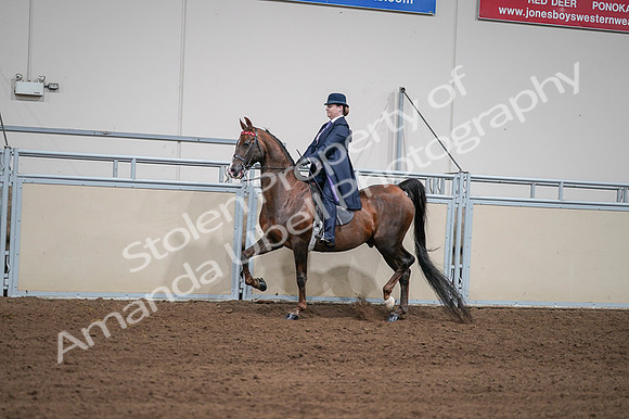 2020 - AB Morgan Horse - Fri, Sept 04 - 07952