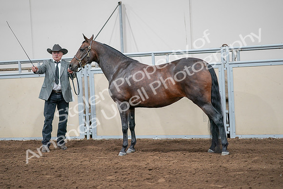 2020 - AB Morgan Horse - Sat, Sept 05 - 00211