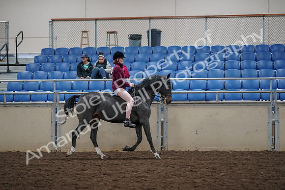 2019 Morgan Horse Show - Aug 30, 2019 - 31370