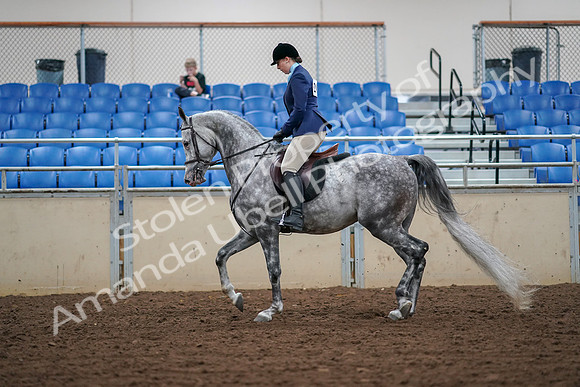 2019 Morgan Horse Show - Aug 30, 2019 - 16062