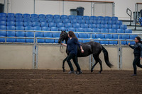 2019 Morgan Horse Show - Aug 31, 2019 - 00505