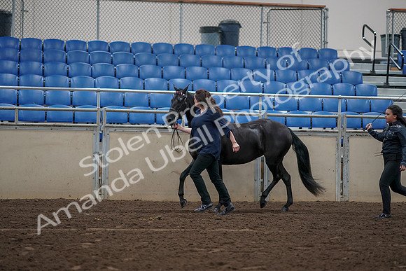 2019 Morgan Horse Show - Aug 31, 2019 - 00505