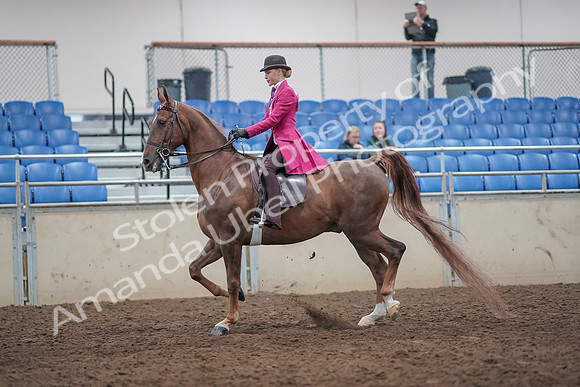2019 Morgan Horse Show - Aug 31, 2019 - 08625