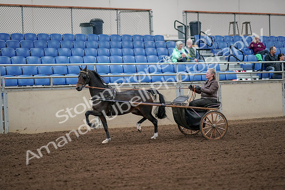 2019 Morgan Horse Show - Aug 30, 2019 - 13086