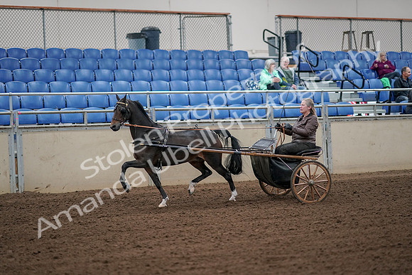 2019 Morgan Horse Show - Aug 30, 2019 - 13087
