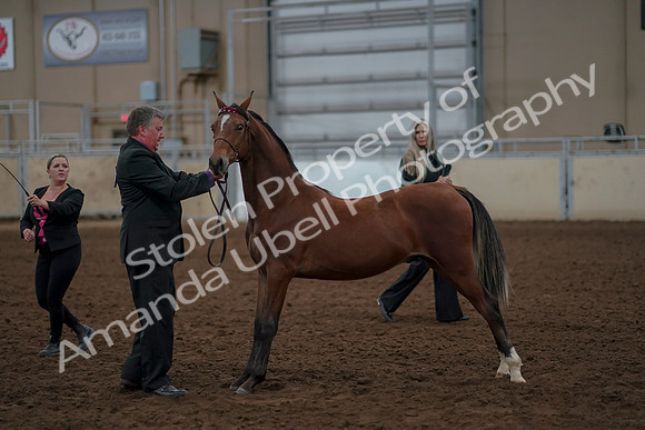 2019 Morgan Horse Show - Aug 30, 2019 - 25584