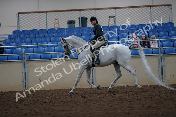 2019 Morgan Horse Show - Aug 31, 2019 - 15976