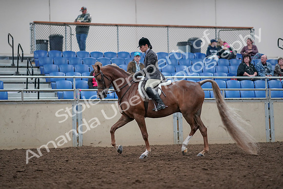 2019 Morgan Horse Show - Aug 31, 2019 - 15941