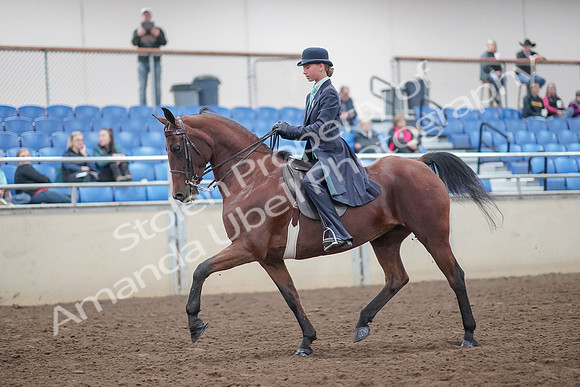2019 Morgan Horse Show - Aug 31, 2019 - 08495