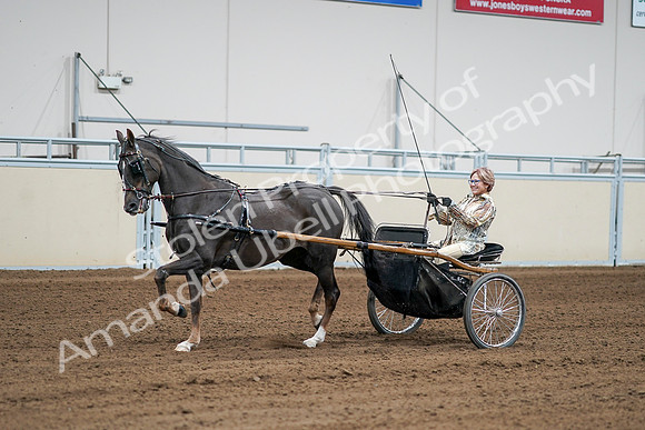 2020 - AB Morgan Horse - Sat, Sept 05 - 06007