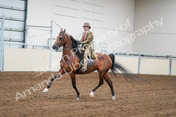 2020 - AB Morgan Horse - Sat, Sept 05 - 08071