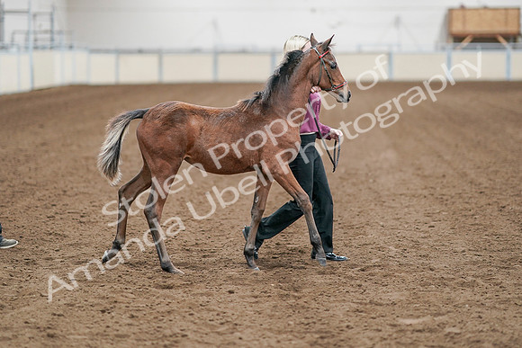 2020 - AB Morgan Horse - Sat, Sept 05 - 00509