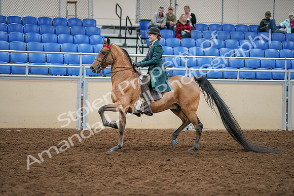 2020 - AB Morgan Horse - Sat, Sept 05 - 13777