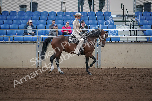 2019 Morgan Horse Show - Sept 01, 2019 - 07181