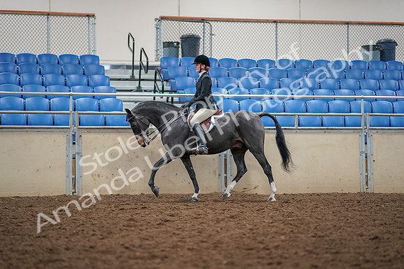 2019 Morgan Horse Show - Aug 30, 2019 - 23104