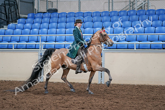 2020 - AB Morgan Horse - Sat, Sept 05 - 13877