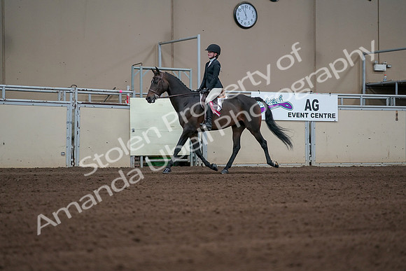 2019 Morgan Horse Show - Sept 01, 2019 - 03967