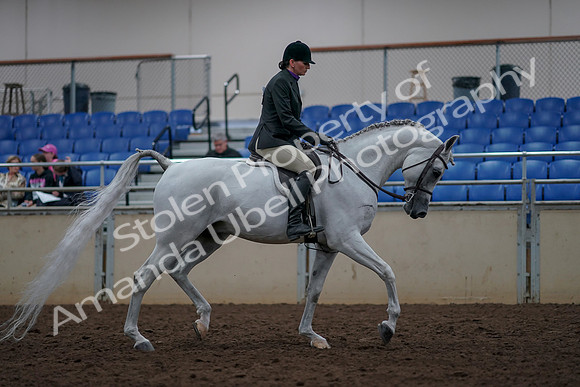 2019 Morgan Horse Show - Aug 31, 2019 - 16156