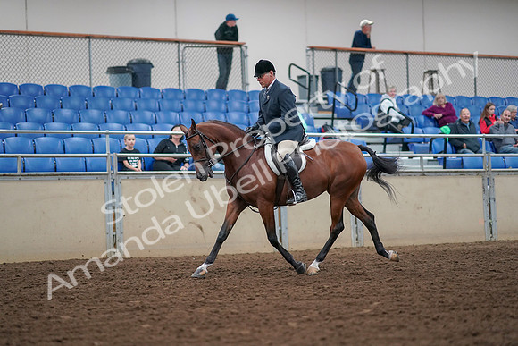2019 Morgan Horse Show - Aug 30, 2019 - 16277