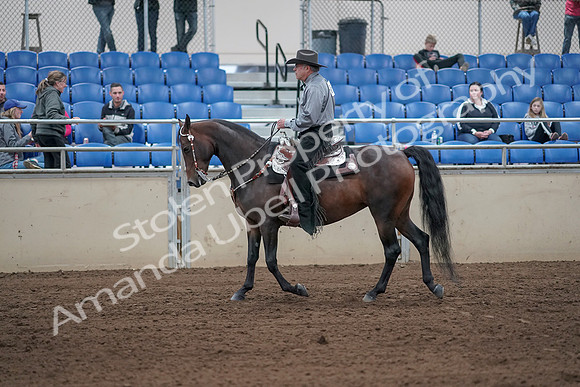 2019 Morgan Horse Show - Sept 01, 2019 - 06801