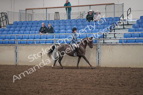 2019 Morgan Horse Show - Aug 31, 2019 - 07484