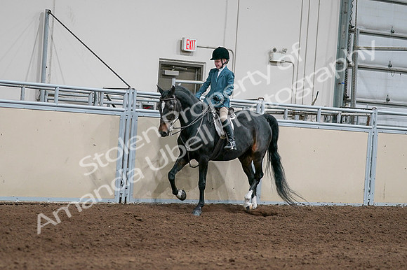 2020 - AB Morgan Horse - Fri, Sept 04 - 07749