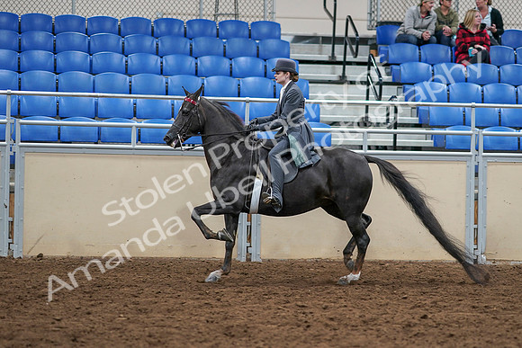 2020 - AB Morgan Horse - Sat, Sept 05 - 13737