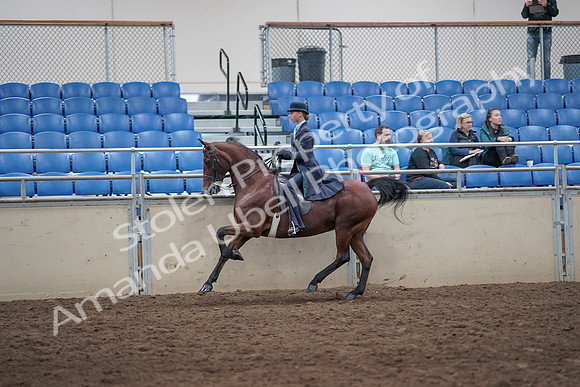 2019 Morgan Horse Show - Aug 31, 2019 - 08765