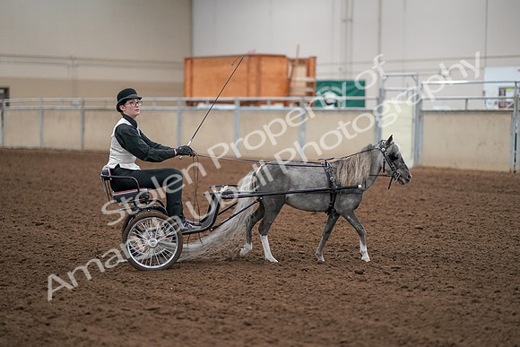 2019 Morgan Horse Show - Aug 30, 2019 - 13347