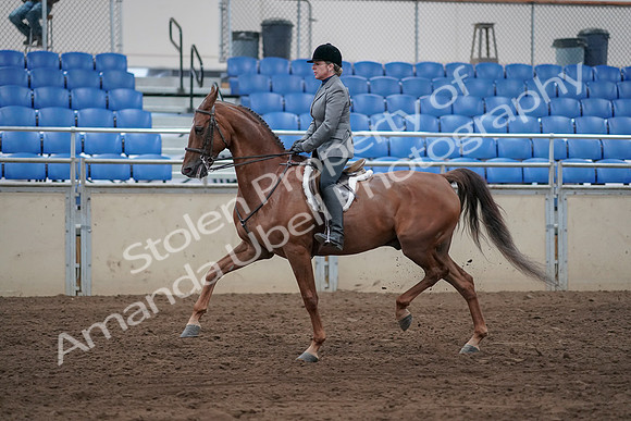 2019 Morgan Horse Show - Sept 01, 2019 - 12241